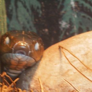 [Gatorland Florida, 2014] Snake ID please