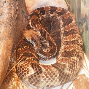 [Gatorland Florida, 2014] Snake ID please