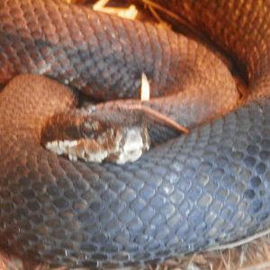 [Gatorland Florida, 2014] Snake ID please