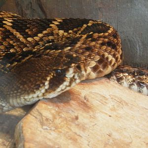 [Gatorland Florida, 2014] Snake ID please