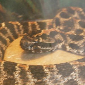 [Gatorland Florida, 2014] Snake ID please