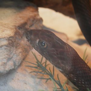 [Gatorland Florida, 2014] Snake ID please.
