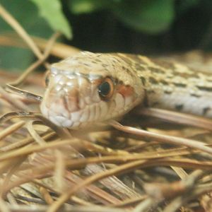 [Gatorland Florida, 2014] Snake ID please.