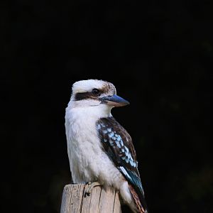 Laughing Kookaburra