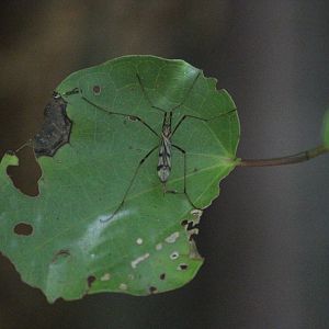 Crane Fly, Ōtari-Wilton's Bush