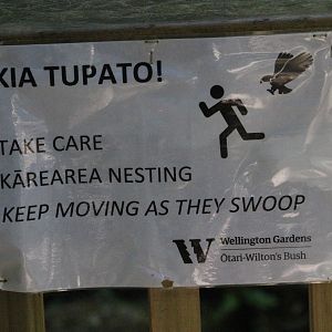 Warning signage for New Zealand Falcon, Ōtari-Wilton's Bush