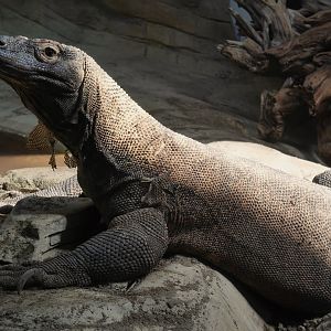 Komodo Dragon Basking