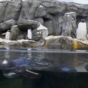 Penguin Plunge: Gentoo and King Penguins