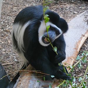 A Browsing Eastern Black and White Colobus