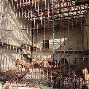 Japanese red fox habitat