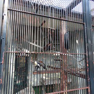 Diana monkey exhibits