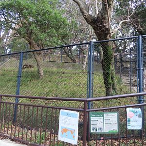Reeve's muntjac exhibit