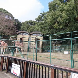 Giraffe exhibit