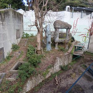 Japanese black bear exhibit
