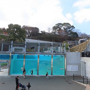 Humboldt penguin exhibit