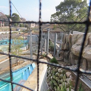 Humboldt penguin exhibit