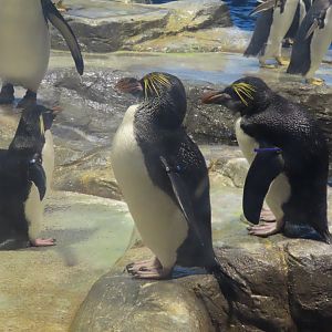 Macaroni penguin and Southern rockhopper penguin