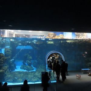 Penguin exhibit