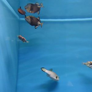 Assortment of Tetraodontiformes species