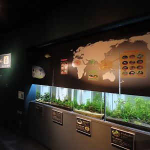 Freshwater puffers rows