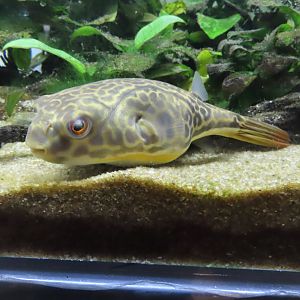 Giant freshwater puffer(Tetraodon mbu)