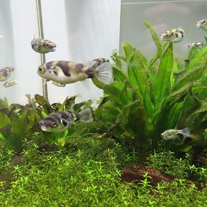 Amazon puffer(Colomesus asellus)