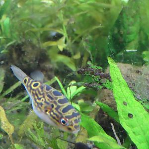 Eyespot pufferfish(Dichotomyctere ocellatus)