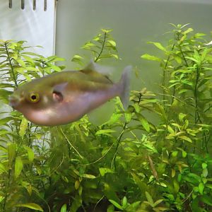 Golden puffer(Auriglobus modestus)