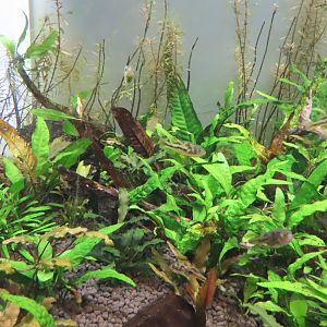 Malabar puffer(Carinotetraodon travancoricus)