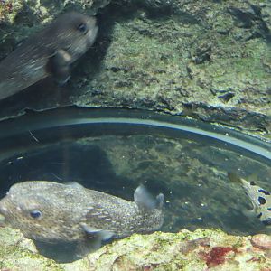 Spotfin porcupinefish(Diodon hystrix) and Black-blotched porcupinefish (Diodon liturosus)