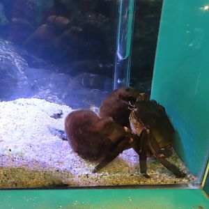 Japanese mitten crab (Eriocheir japonica)