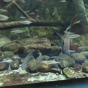 Japanese fishes with Japanese pond turtle