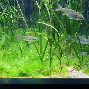 Flathead mullet (Mugil cephalus)