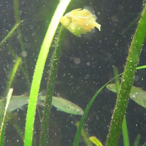 Japanese filefish (Rudarius ercodes)