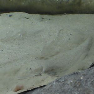 Japanese flathead (Inegocia japonica)