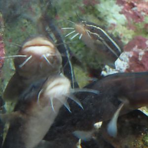 Japanese Striped eel-catfish (Plotosus japonicus)