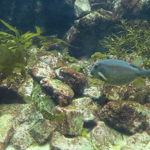Blue spotted boxfish (Ostracion immaculatus)
