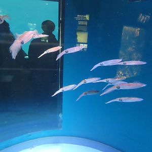 Bigfin reef squid (Sepioteuthis lessoniana)