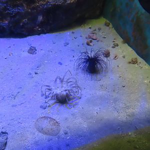 Cerianthus filiformis and Pachycerianthus magnus