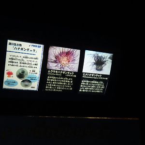 Sea anemone signage