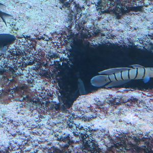 Serpentine goby (Pterogobius elapoides)