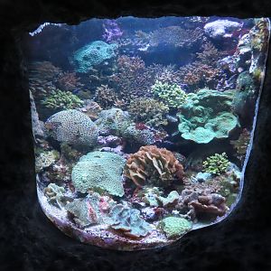 Coral tank