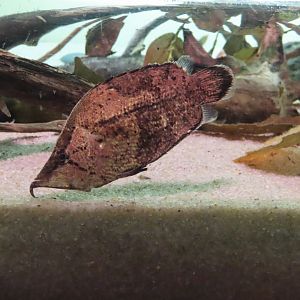Amazon leaffish (Monocirrhus polyacanthus)