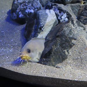 Goatsbeard brotula (Brotula multibarbata)