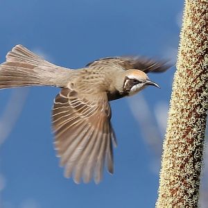 Tawny-crowned Honeyeater