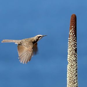 Tawny-crowned Honeyeater