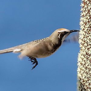 Tawny-crowned Honeyeater