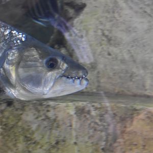 African Tigerfish ~ Singapore River Wonders