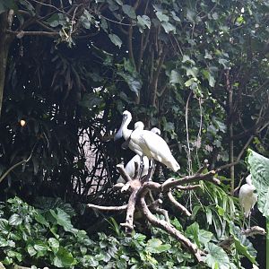 Black Faced Spoonbill ~ Singapore River Wonders