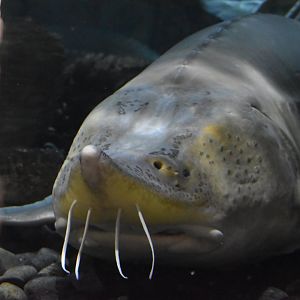 Amur Sturgeon ~ Singapore River Wonders